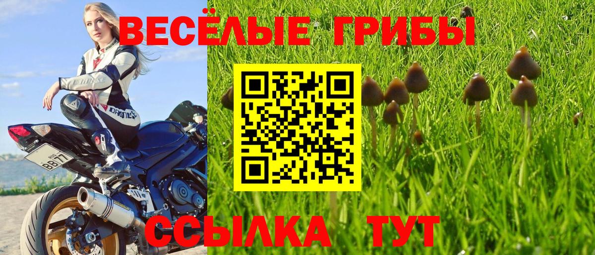 Псилоцибиновые грибы GOLDEN TEACHER  как найти закладки  Вичуга  Вход с VPN 